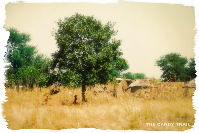 Kids playing under the shade of tree northern ghana