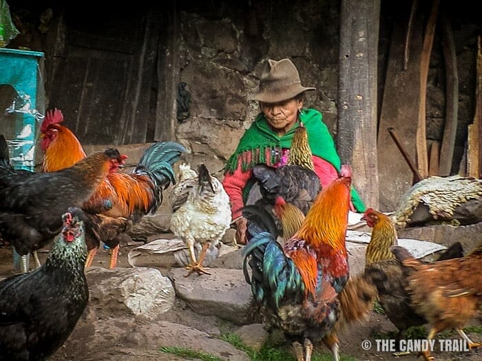 elderly campineso woman feeding her hens on vilcabamba trek in peru