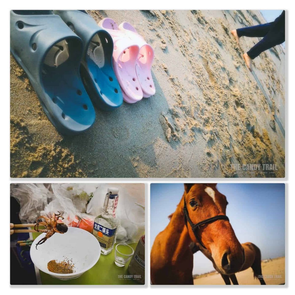 wild horses and bbq squid - Golden Beach van life scenes in China.