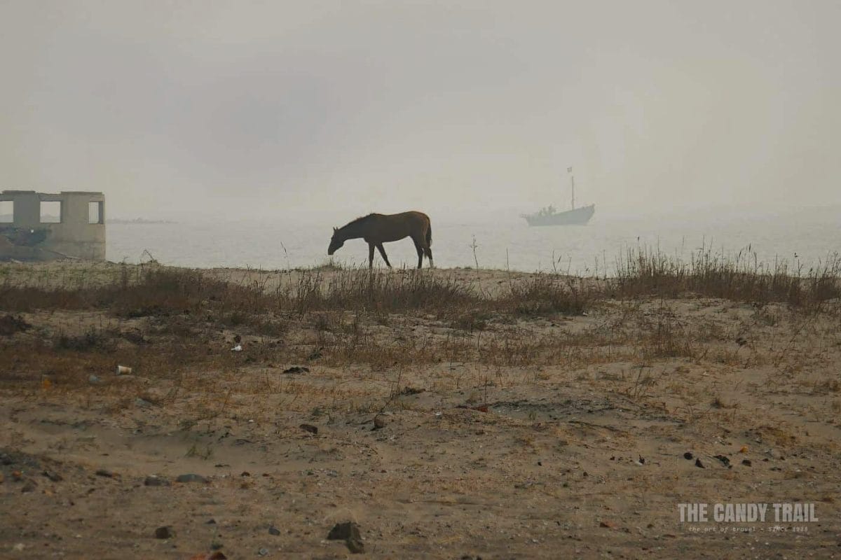 Horse on beach at dawn in China.
