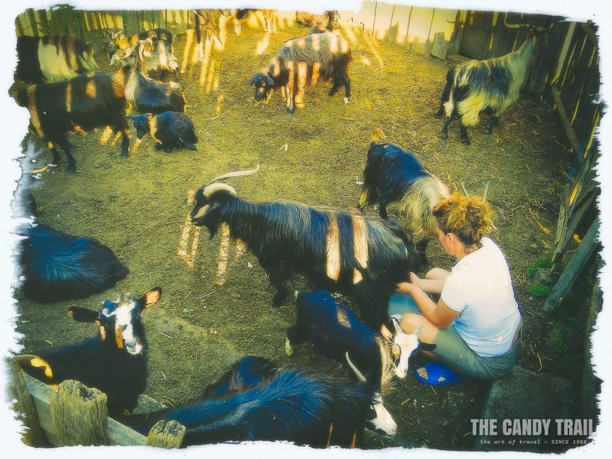 woman-milking-goats in albania