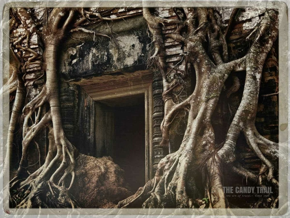 Close Up Trees Strangling Temple Koh Ker Cambodia