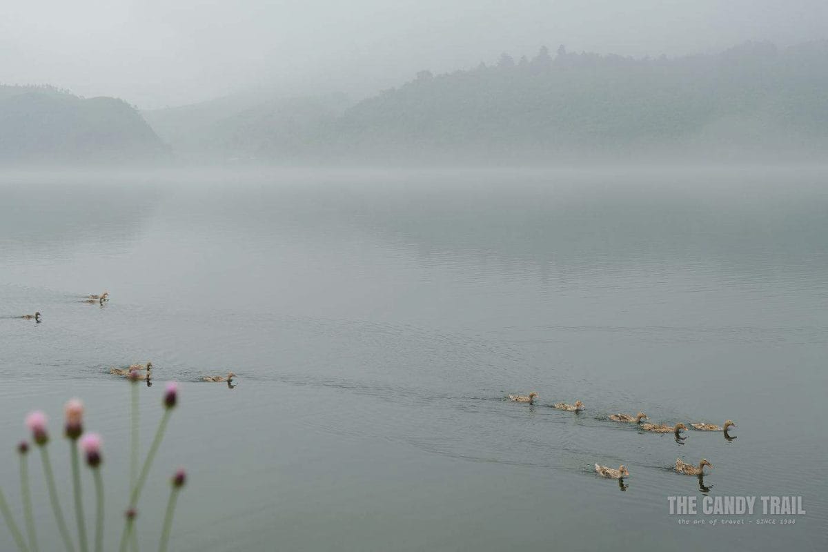 Ducks Misty Mountains Yalu River To North Korea