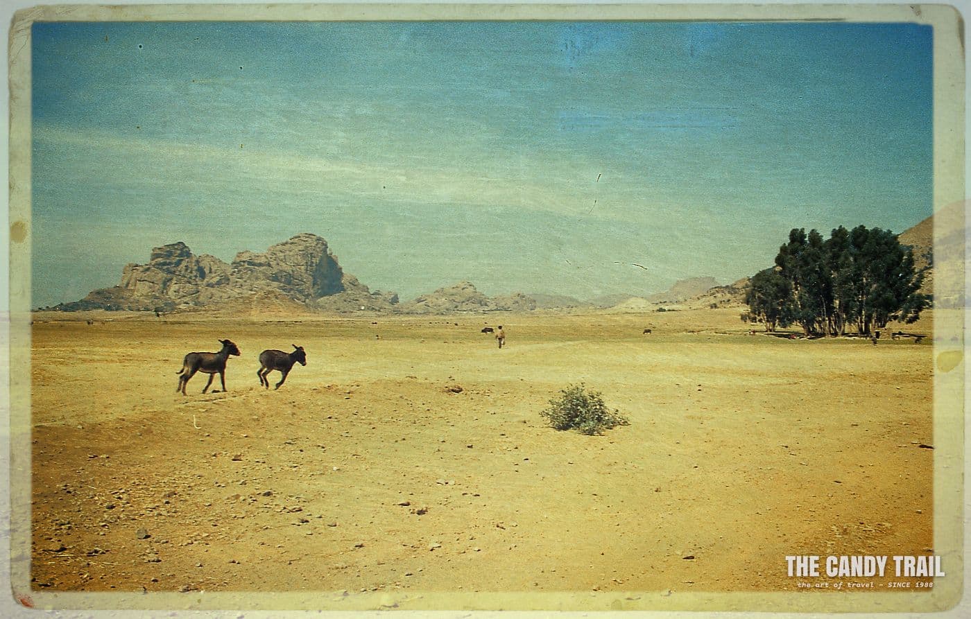 Donkeys running amid the landscape of Matara.