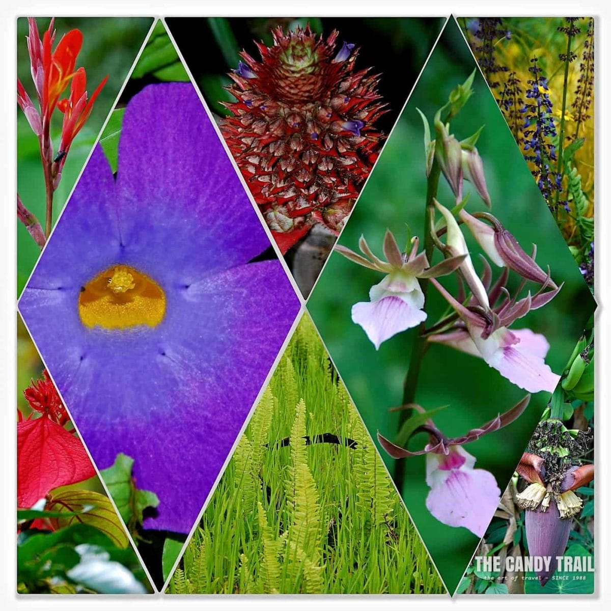 flowers and plants in fouta djallon guinea