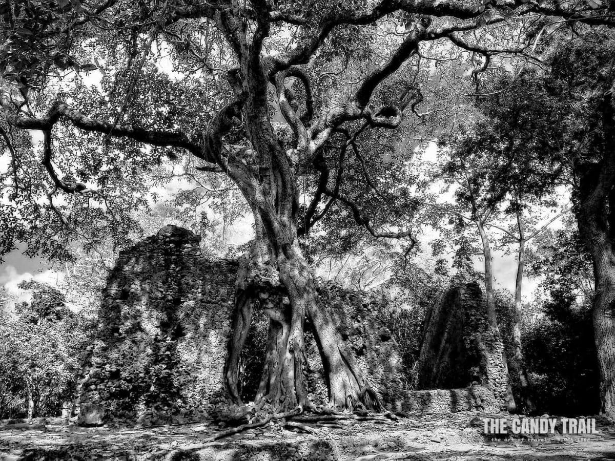 Islamic Swahili ruins at over-grown tree ruin at Gede in coastal Kenya
