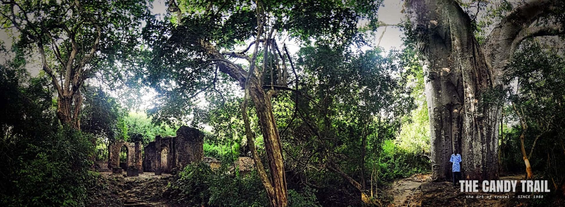 islamic Swahili ruins of small mosque and baobab tree at Kilifi on the coast of kenya