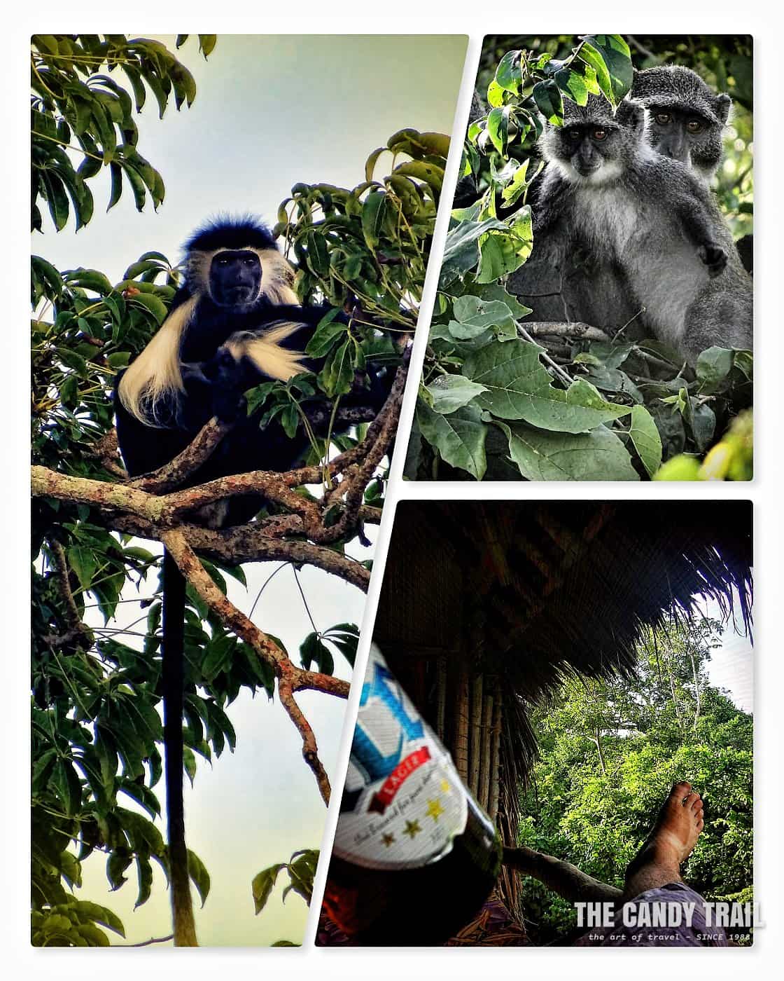 monkeys swahili coast of kenya