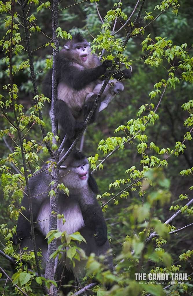 Yunnan's unique snub-nosed white monkeys at Dian Jing Si National Park