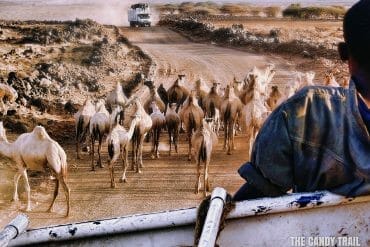 camels on route moyale-marsabit-kenya
