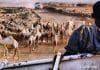 camels on route moyale-marsabit-kenya