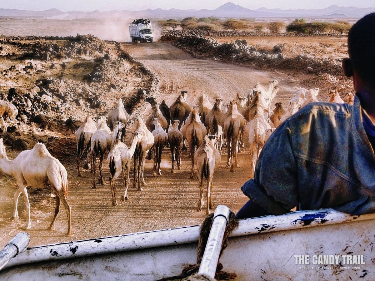 camels on route moyale-marsabit-kenya