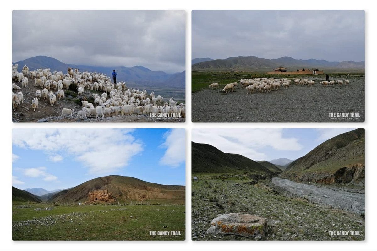 Landscape and sheep around Yongtai Ancient City in Gansu, China.