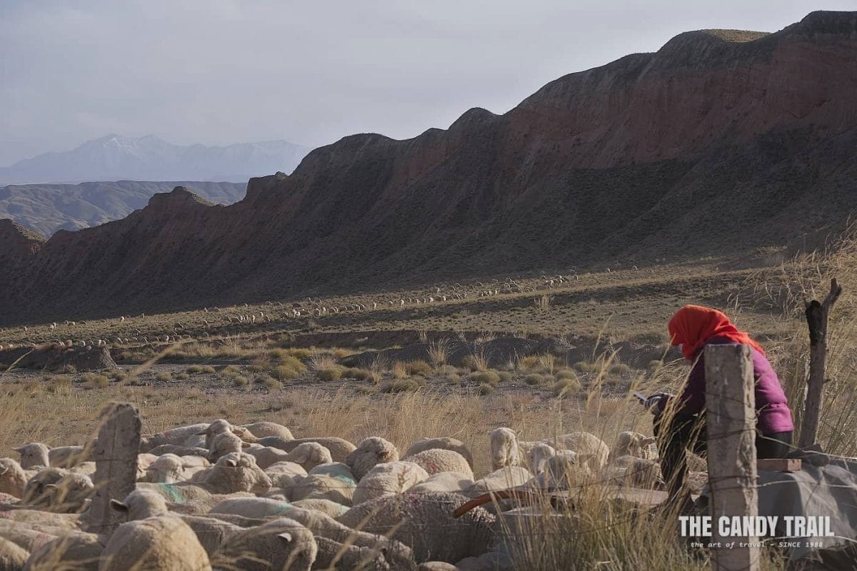 Yugur woman at water hole on her mobile, as thirty sheep crowd around.
