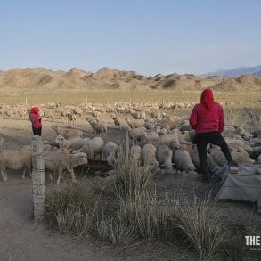 yugur nomads sheep flock gansu china