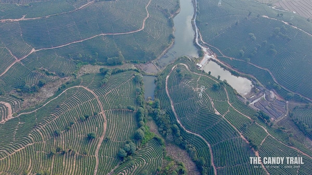 drone shot patterns of pu-erh tea plantations of xishuangbanna