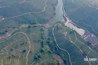 xishuangbanna-tea-plantation-aerial-shot-china