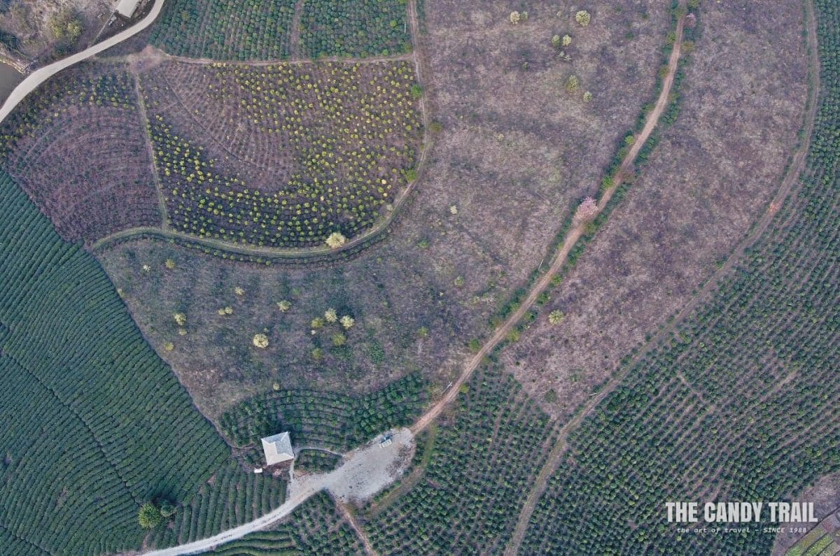 pu-erh tea plantations patterns of xishuangbanna in china