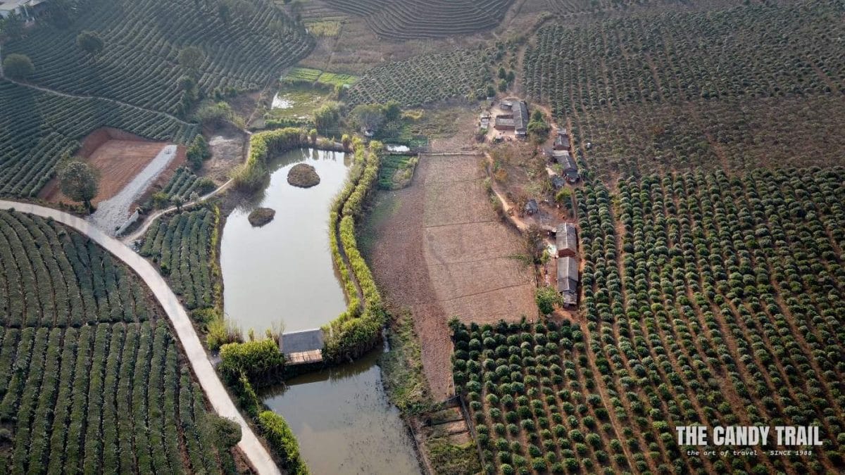 tea plantations of xishuangbanna