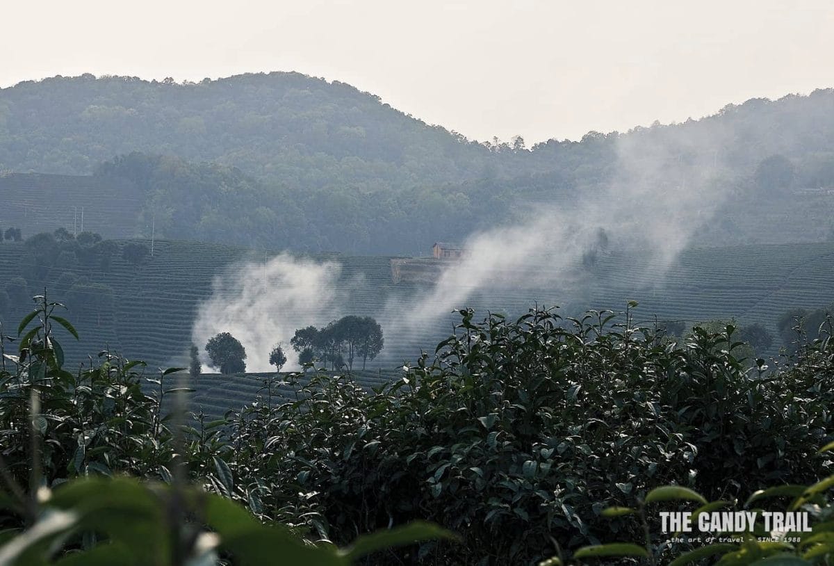 tea plantations of xishuangbanna