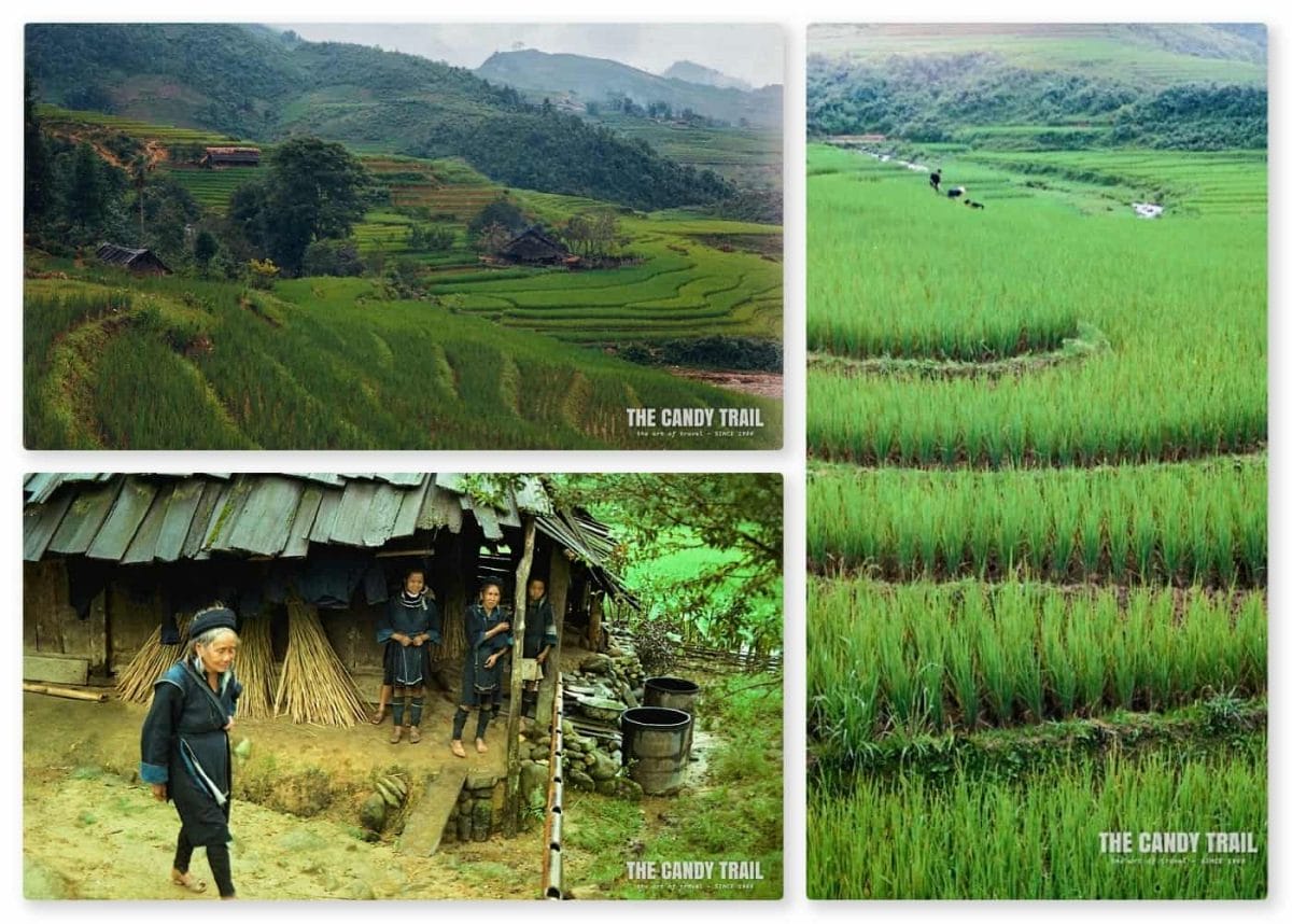 Lush rice paddies Hmong hill tribe village vietnam
