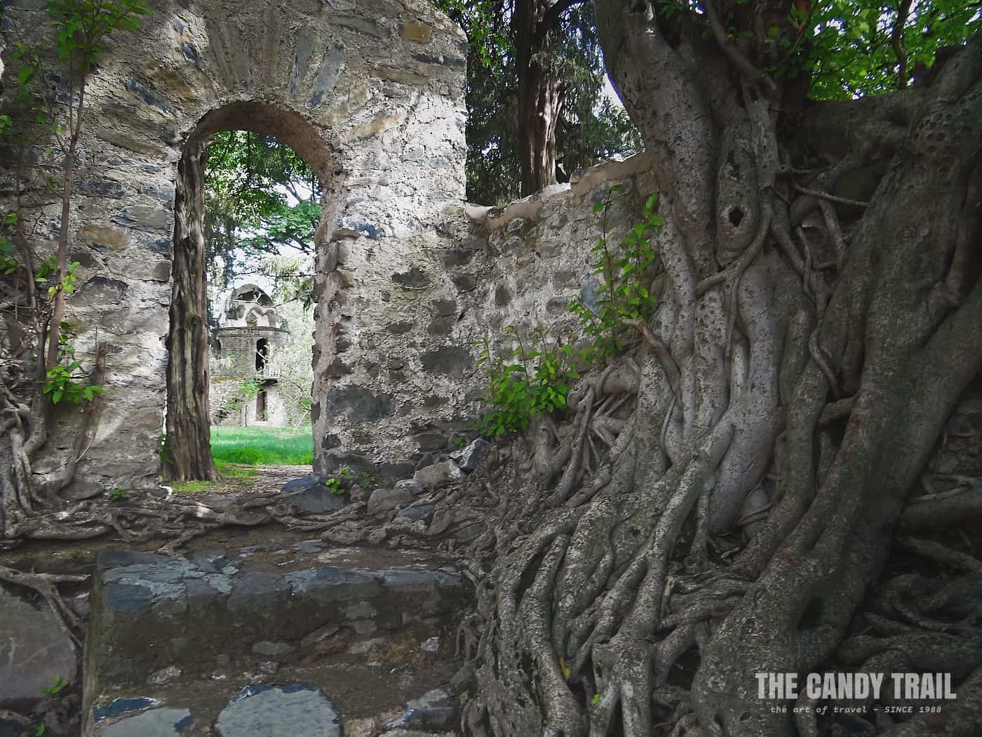 walls strangled by trees at fasiladas bath gonder castles ethiopia