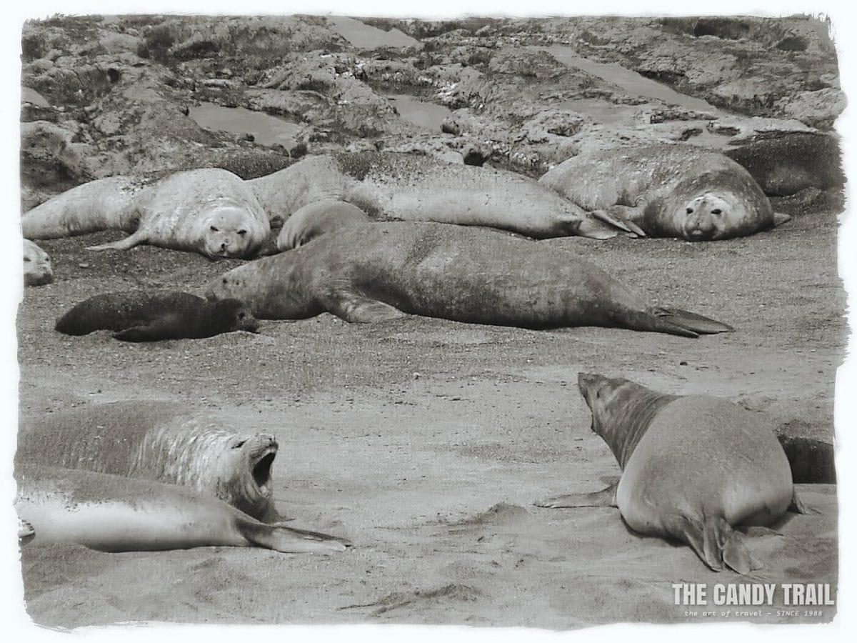 seal valdes peninsula patagonia argentina