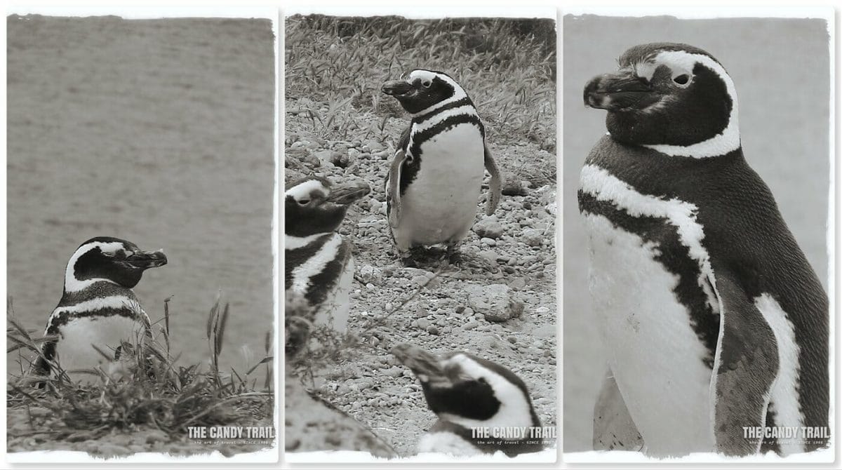 penguins valdes peninsula argentina