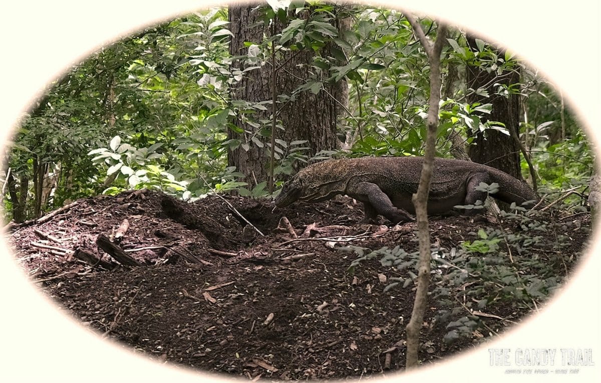 Pregnant Komodo Dragon entering a nest/burrow