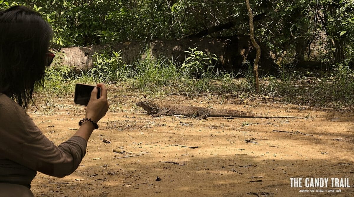 Tourist photographs baby Komodo Dragon